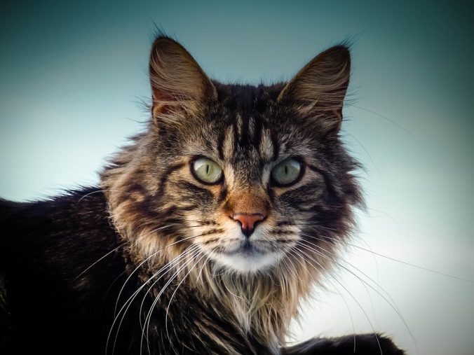 Maine Coon1_2